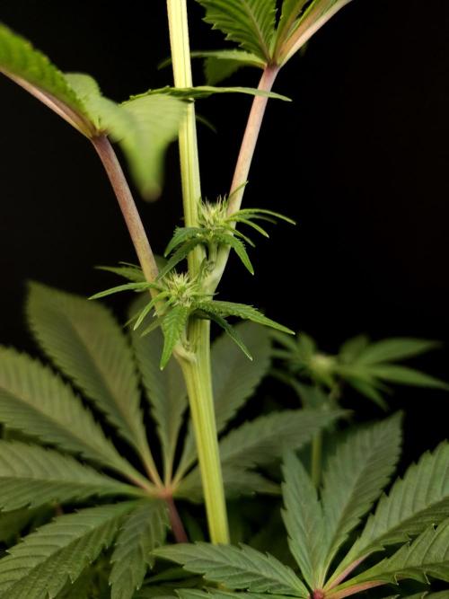 Test 50151 (2). Week 6