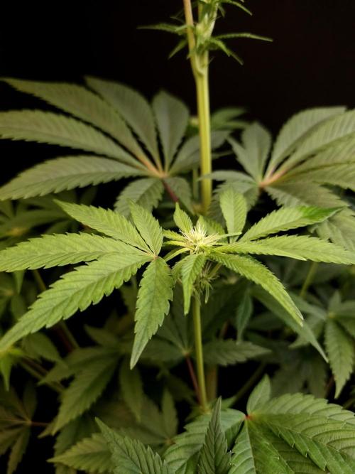 Test 50151 (2). Week 6