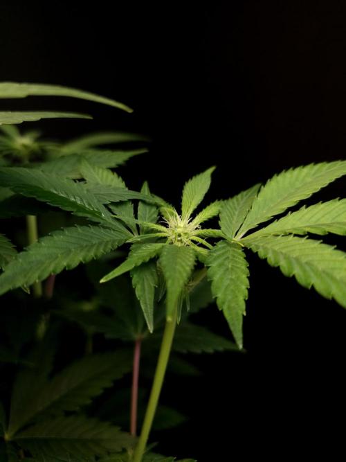 Test 50151 (2). Week 6