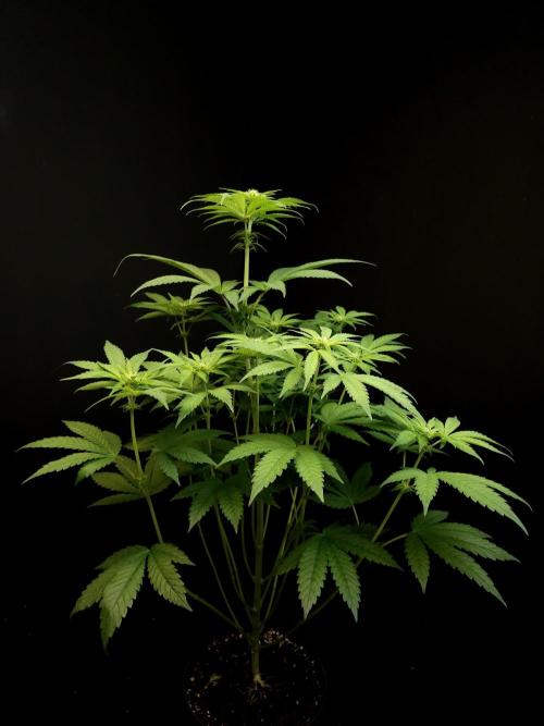 Test 101100  (1). Week 6