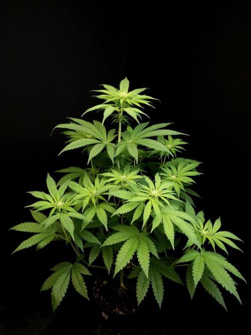 Test 101100  (1). Week 6