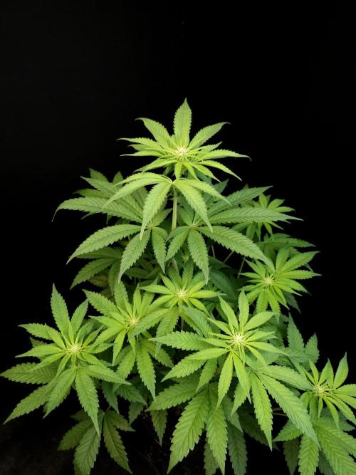 Test 101100  (1). Week 6