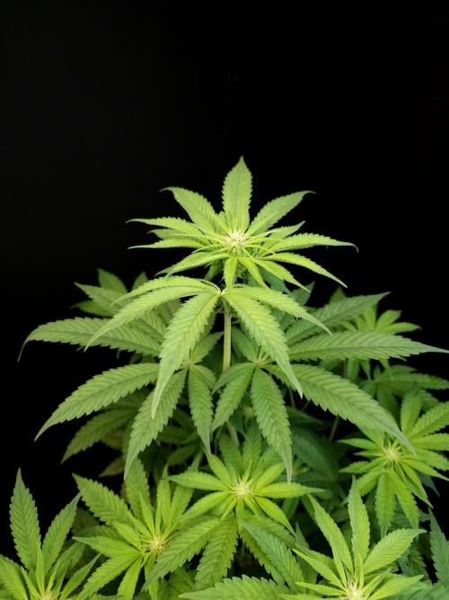 Test 101100  (1). Week 6