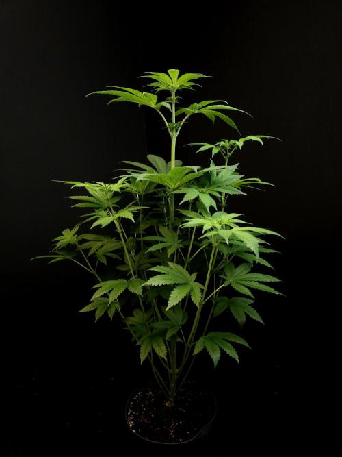 Test 101100  (2). Week 6