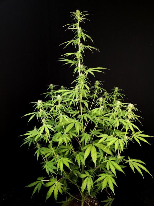 Auto Wappa 1. Week 7