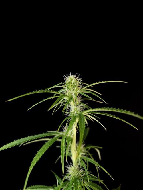 Auto Wappa 1. Week 7