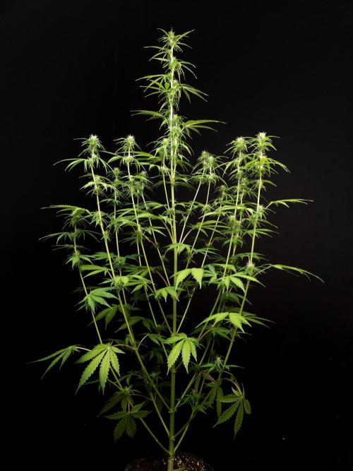 Auto Wappa 1. Week 7