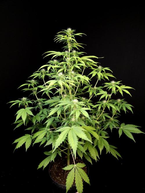 Auto Wappa 2. Week 7