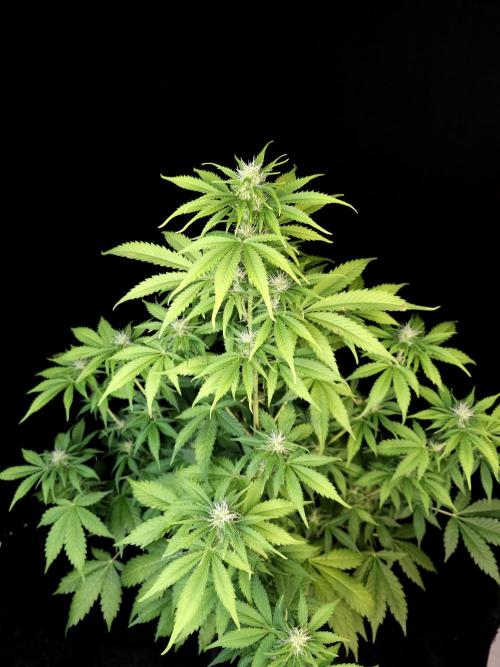 Auto Wappa 2. Week 7