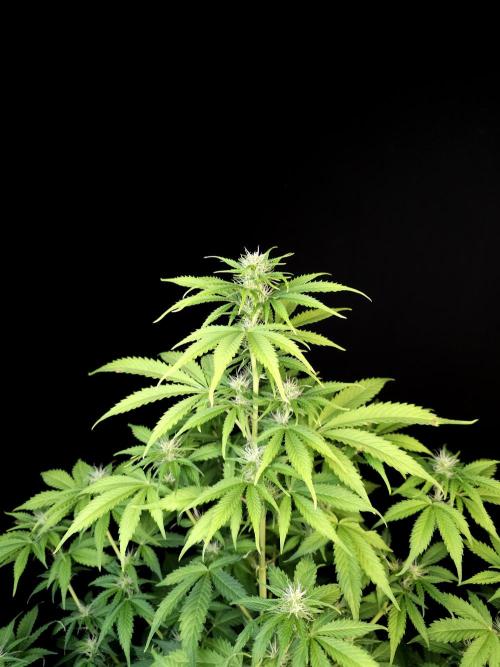 Auto Wappa 2. Week 7