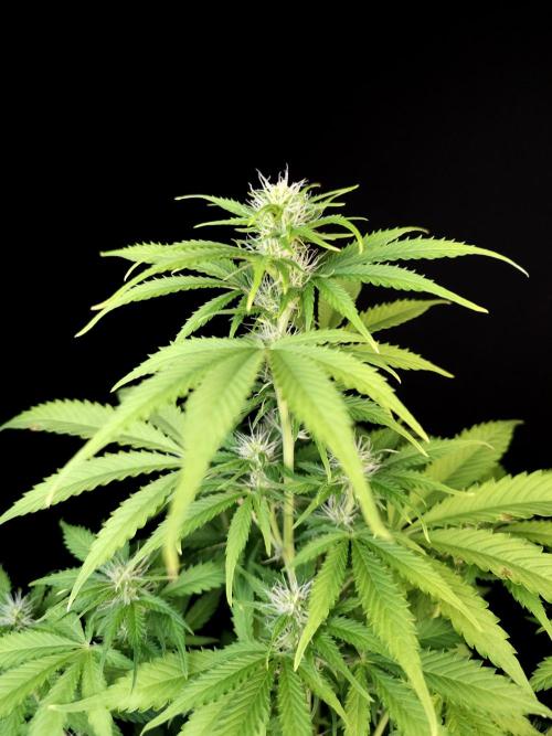 Auto Wappa 2. Week 7