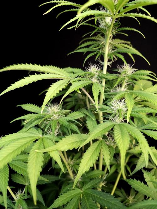 Auto Wappa 2. Week 7