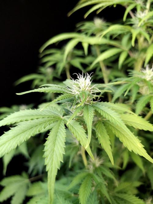 Auto Wappa 2. Week 7