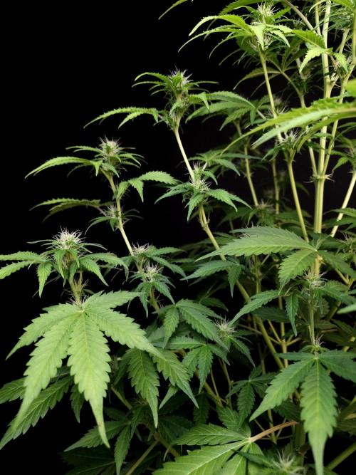 Auto Wappa 2. Week 7