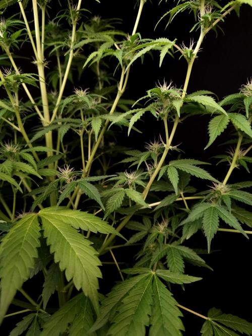 Auto Wappa 2. Week 7