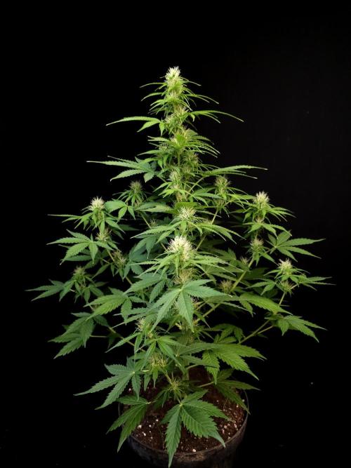 Pandora auto 1. Week 7