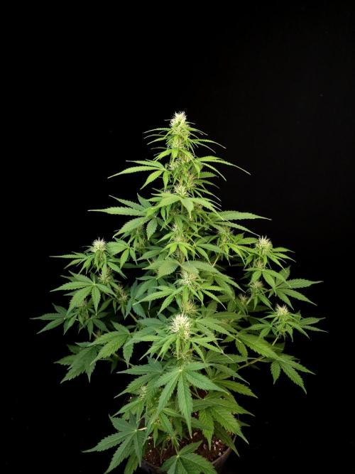 Pandora auto 1. Week 7