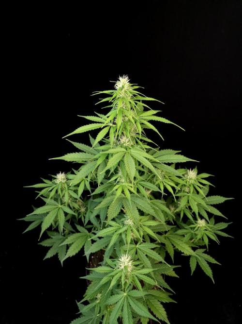 Pandora auto 1. Week 7