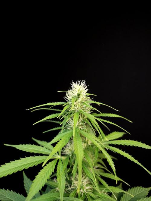 Pandora auto 1. Week 7