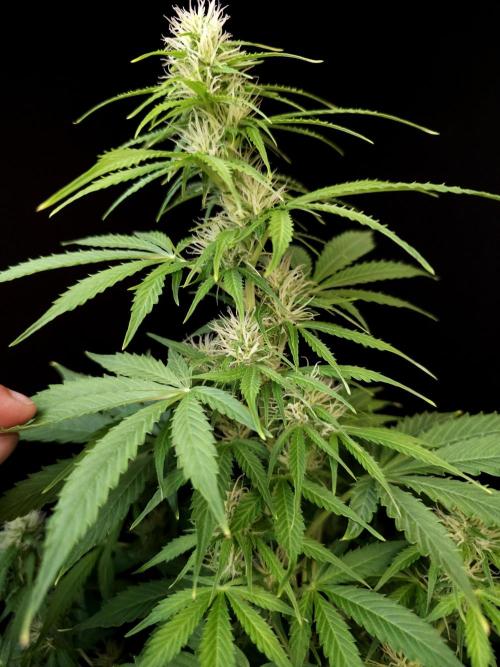 Pandora auto 1. Week 7