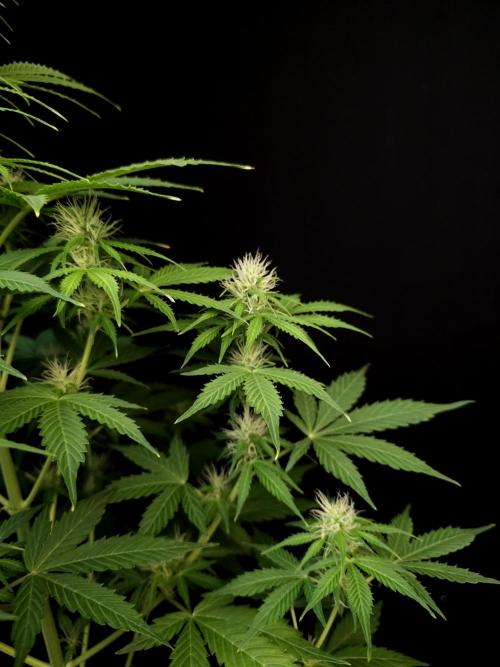 Pandora auto 1. Week 7