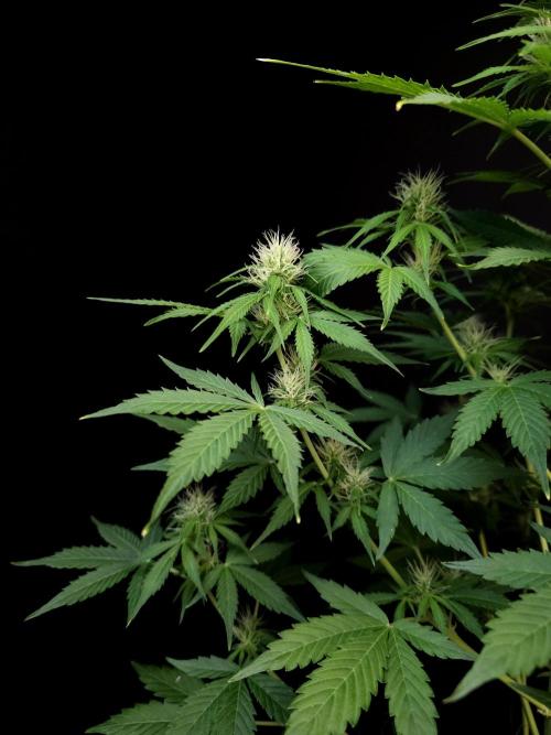 Pandora auto 1. Week 7