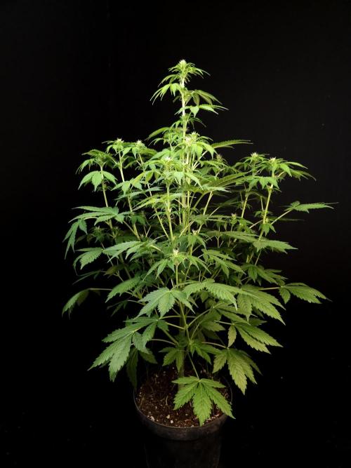 Pandora auto 2. Week 7