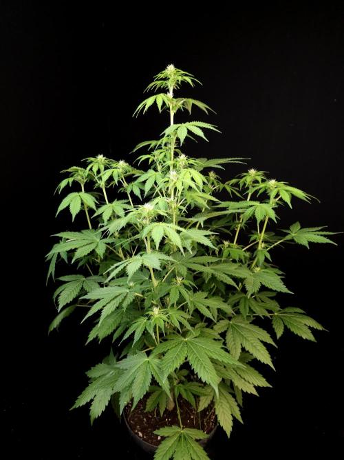 Pandora auto 2. Week 7