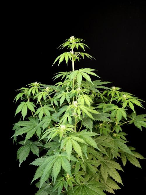 Pandora auto 2. Week 7