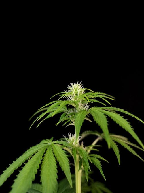 Pandora auto 2. Week 7