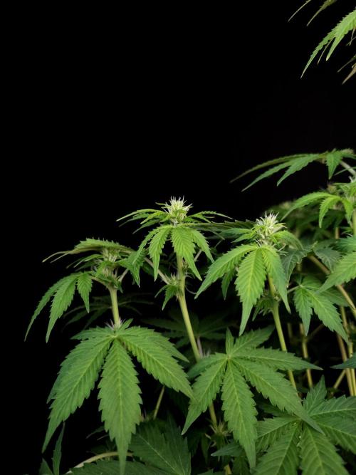 Pandora auto 2. Week 7