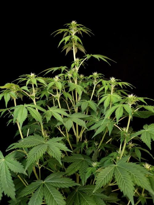 Pandora auto 2. Week 7