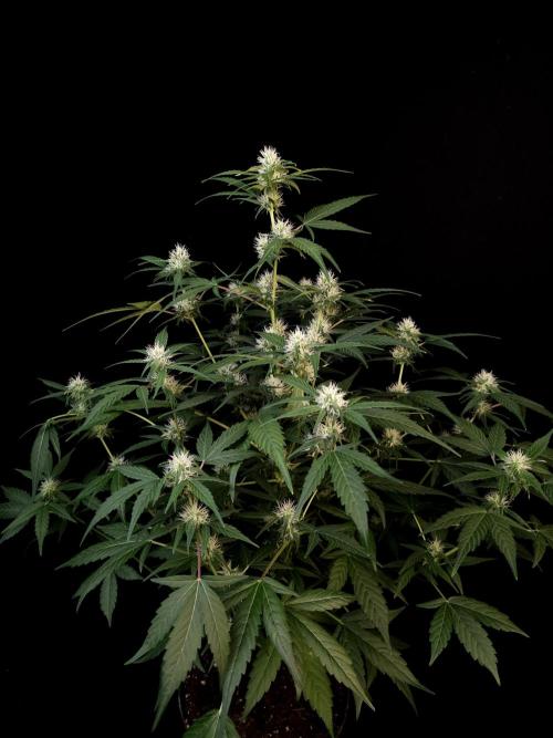 Vertigo Auto 1. Week 7