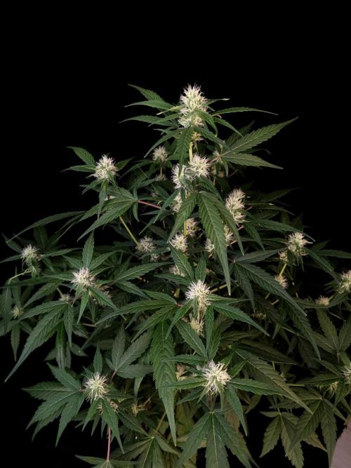 Vertigo Auto 1. Week 7