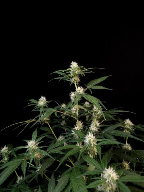 Vertigo Auto 1. Week 7