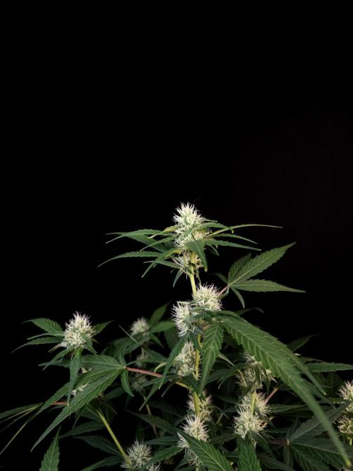 Vertigo Auto 1. Week 7