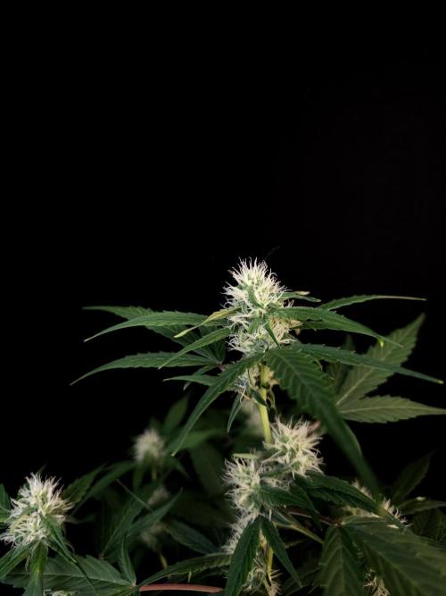 Vertigo Auto 1. Week 7