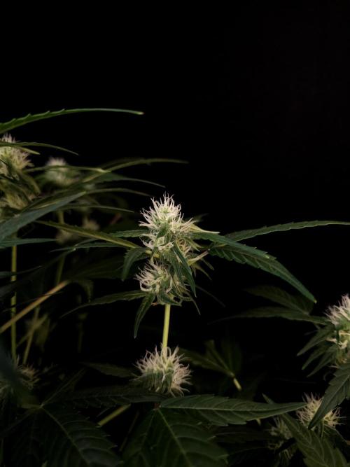 Vertigo Auto 1. Week 7