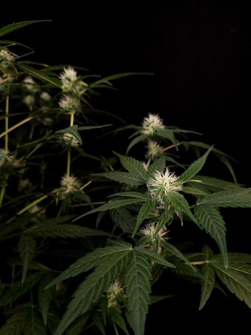 Vertigo Auto 1. Week 7