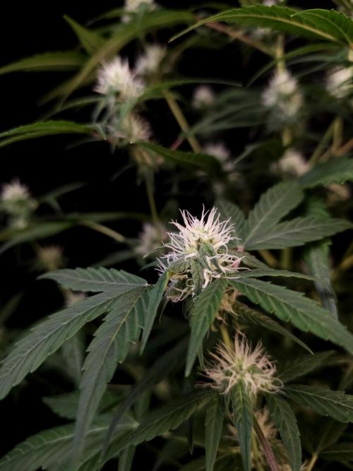 Vertigo Auto 1. Week 7