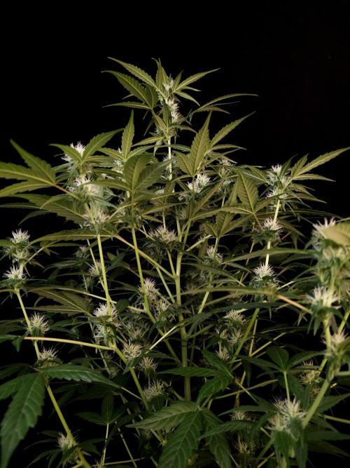 Vertigo Auto 1. Week 7