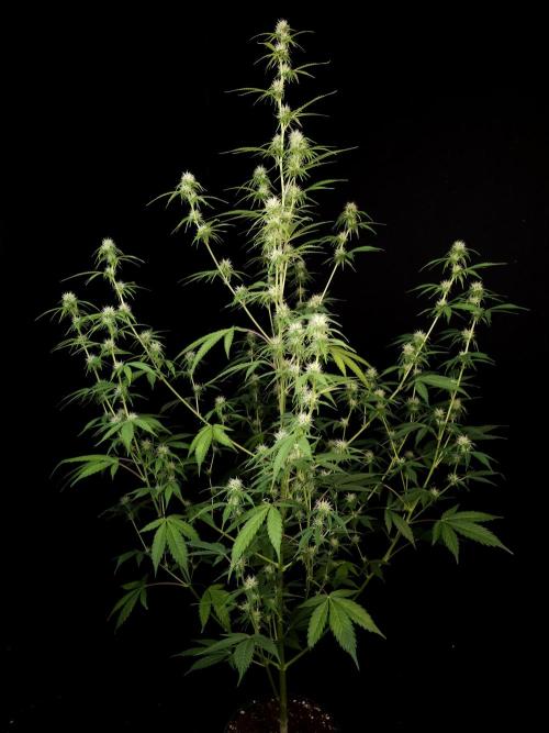 Vertigo Auto 2. Week 7