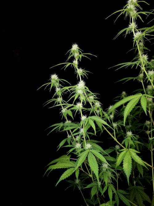 Vertigo Auto 2. Week 7