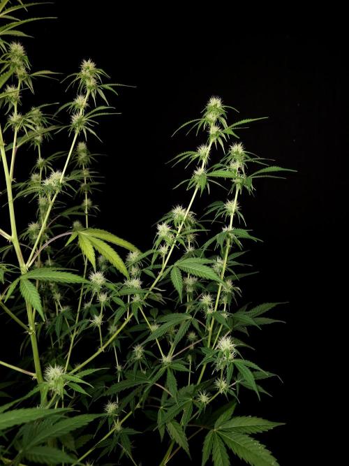 Vertigo Auto 2. Week 7