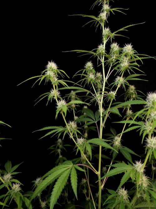 Vertigo Auto 2. Week 7