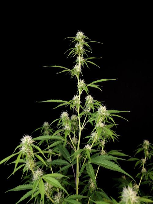 Vertigo Auto 2. Week 7