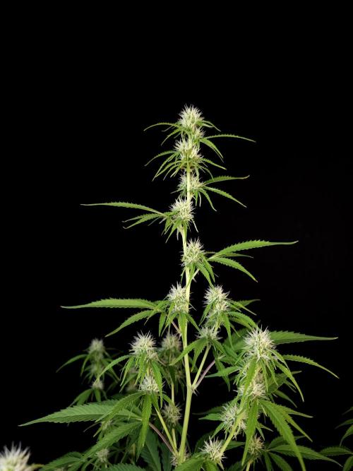 Vertigo Auto 2. Week 7