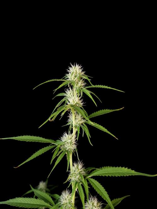 Vertigo Auto 2. Week 7