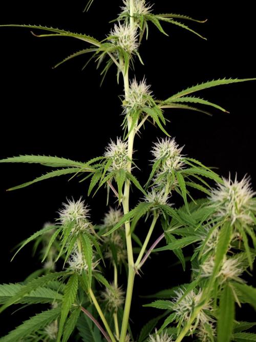 Vertigo Auto 2. Week 7