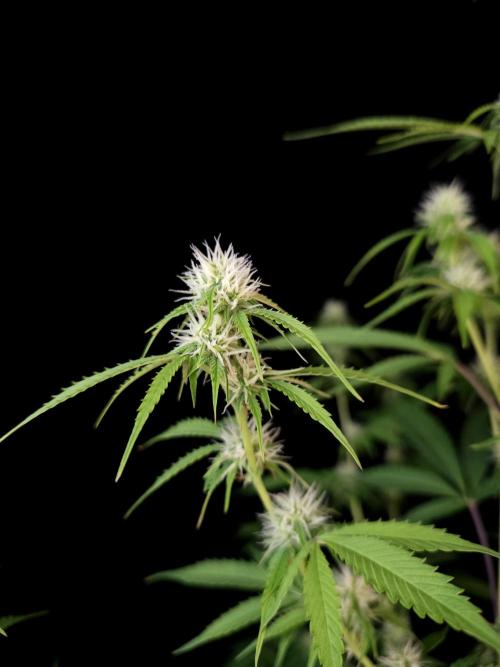 Vertigo Auto 2. Week 7